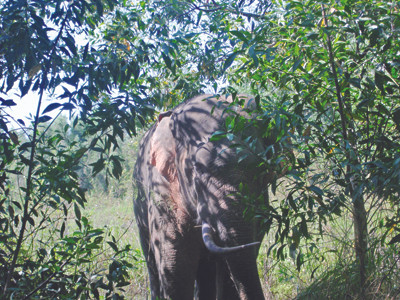 Mất đất, voi quậy người dân