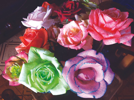 Phù thủy đổi sắc hoa hồng