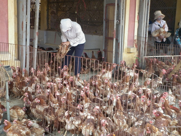 Chợ đầu mối mỗi ngày tiêu thụ hàng chục tấn gà thải lậu