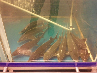 Cá tầm bày bán ở Metro Hoàng Mai - Hà Nội Ảnh: Quang Dũng