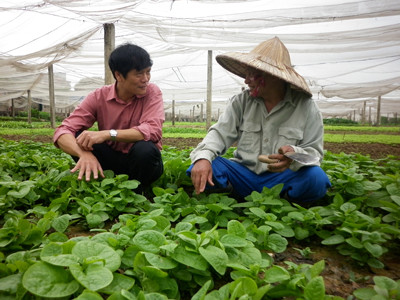 Cục trưởng BVTV Nguyễn Xuân Hồng kiểm tra vùng sản xuất rau an toàn ở Lĩnh Nam, Hoàng Mai (Hà Nội)