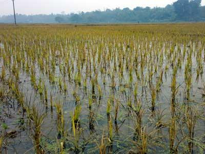 Sông nhiễm mặn, dân nhìn lúa chết rũ