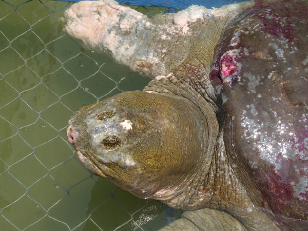 Công bố kết quả phân tích ADN rùa Hồ Gươm