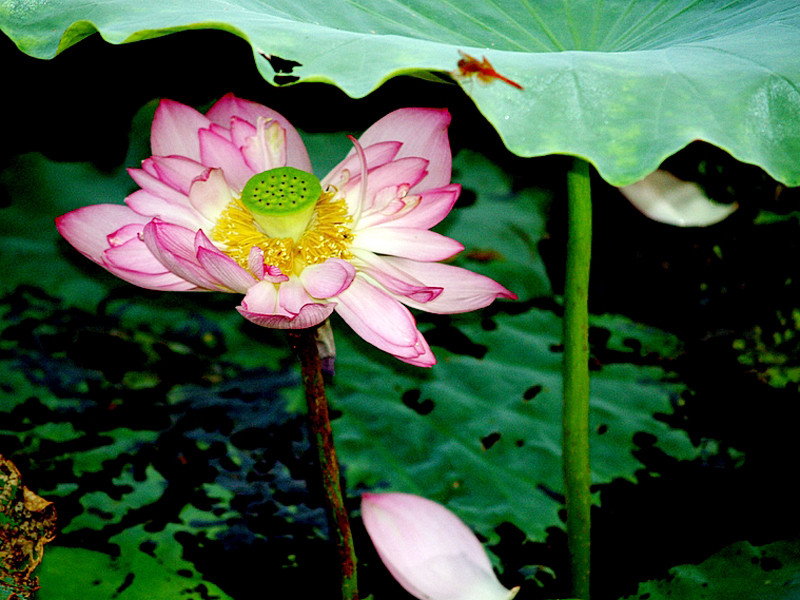 Sen bách cánh Tây Hồ