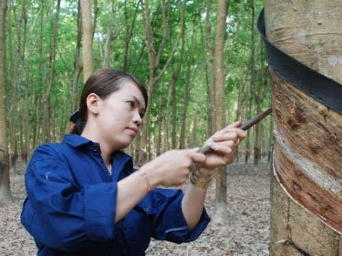 Công nhân cao su thưởng tết 15-30 triệu đồng/người