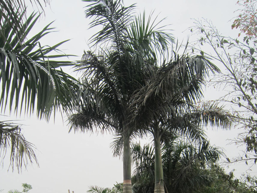 Nhân viên bán xăng chết trên cây cau