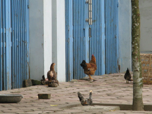 Khi nhà bạc tỷ biến thành... chuồng gà, vịt