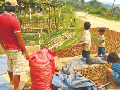 Thương lái mua rễ cây lạ