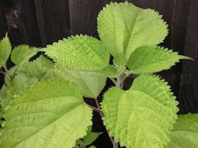 Cây gai - Vị thuốc an thai, trị bệnh xương khớp