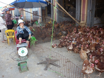 Gà lậu vẫn 'cục tác' giữa Thủ đô