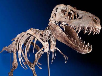 Bộ xương khủng long giá 22 tỷ đồng