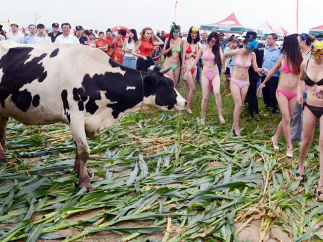 Dàn mẫu gợi cảm trong cuộc thi hoa hậu bò sữa