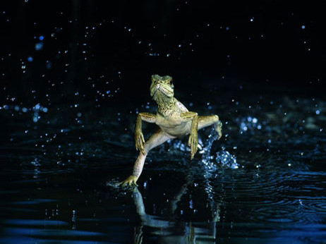 Thằn lằn khinh công trên mặt nước