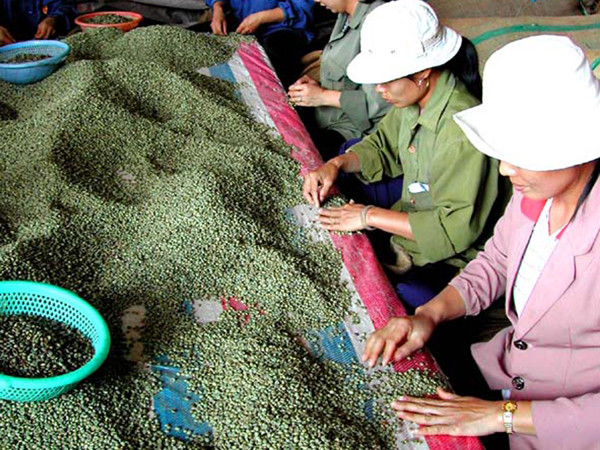 Phân loại cà phê xuất khẩu