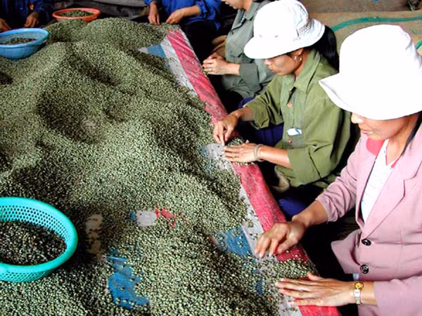 Phân loại cà phê xuất khẩu