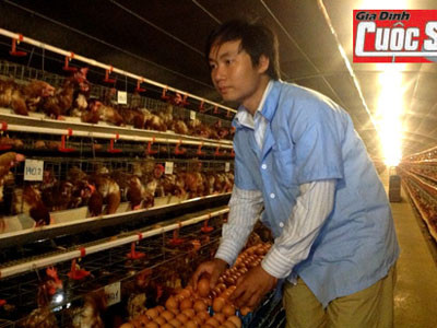 Gà đẻ sòn sòn khi nghe nhạc giao hưởng