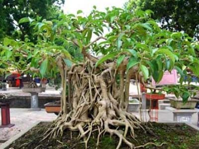 9 nhóm đối tượng phải kê khai tài sản, thu nhập từ 16/12