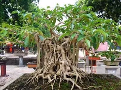 9 nhóm đối tượng phải kê khai tài sản, thu nhập từ 16/12