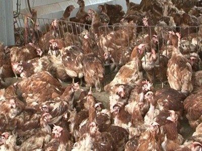 Chưa có quy chuẩn 'gác' gà thải loại nhập khẩu