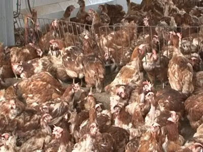 Chưa có quy chuẩn 'gác' gà thải loại nhập khẩu