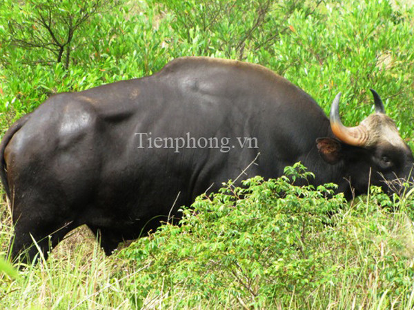 Cận cảnh khống chế bò tót trong khuôn viên sân bay