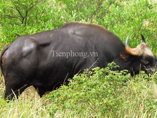 Cận cảnh khống chế bò tót trong khuôn viên sân bay