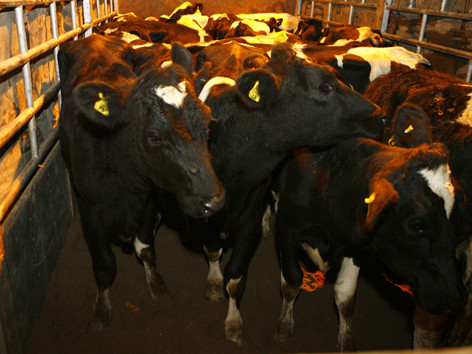 Ngành sữa Việt Nam đang đi đúng hướng