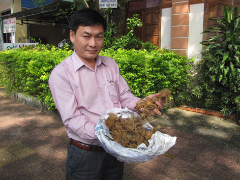 Nguy cơ sâm Ngọc Linh tuyệt chủng