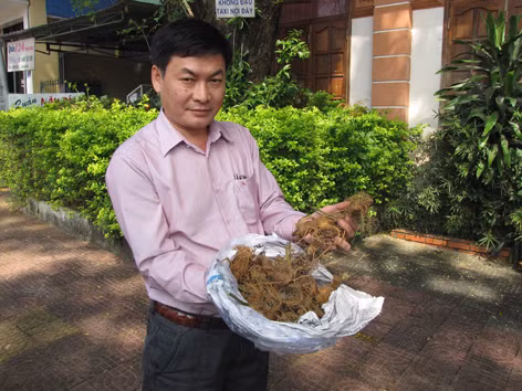 Nguy cơ sâm Ngọc Linh tuyệt chủng