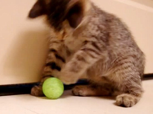 Chú mèo mù gây sốt mạng