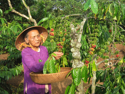 80 tuổi nuôi ba cháu nhỏ