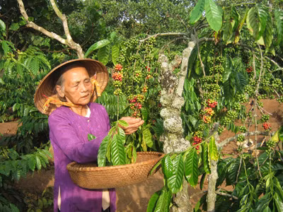 80 tuổi nuôi ba cháu nhỏ