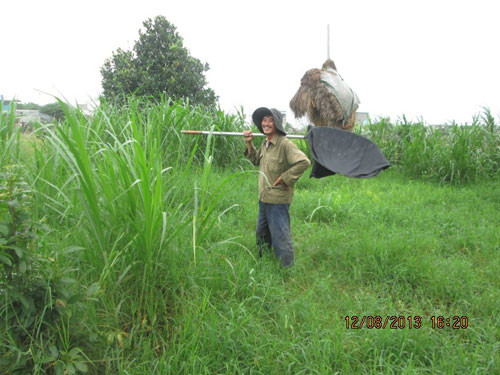 Nghề bắt cào cào mưu sinh