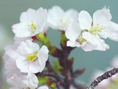 Ngắm hoa anh đào ở Hà Nội