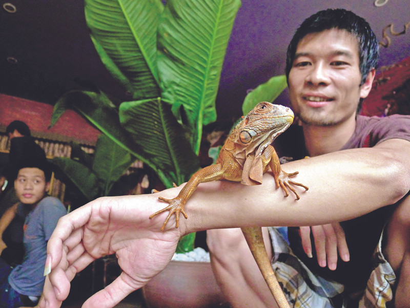 Ông chủ quán Pet Cafe và chú rồng Nam Mỹ vàng