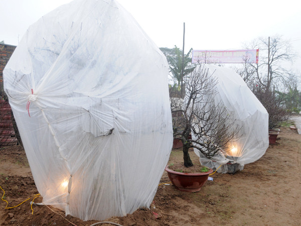 'Mặc áo' sưởi ấm, 'gội' sương cho đào Nhật Tân