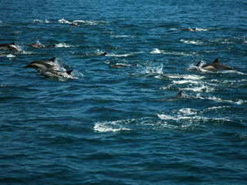 100.000 con cá heo đột nhiên hội ngộ ở bờ biển Mỹ