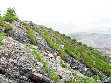 Công ty CP Than Núi Béo quan tâm công tác bảo vệ môi trường