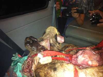 Xác hổ trên xe ô tô