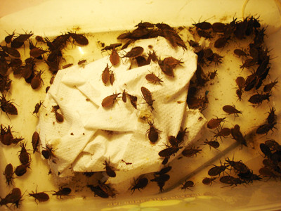 Bọ xít hút máu người