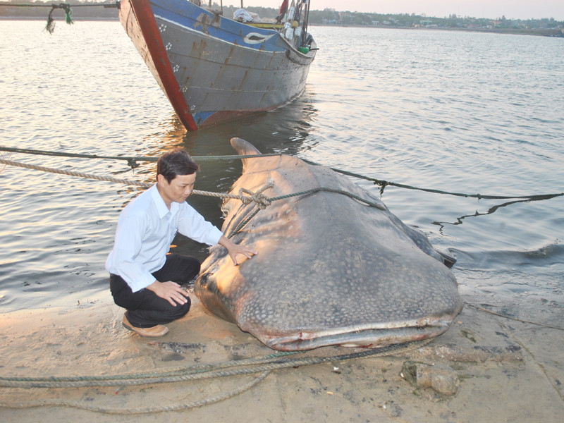 Bắt được cá 'lạ' nặng hơn một tấn