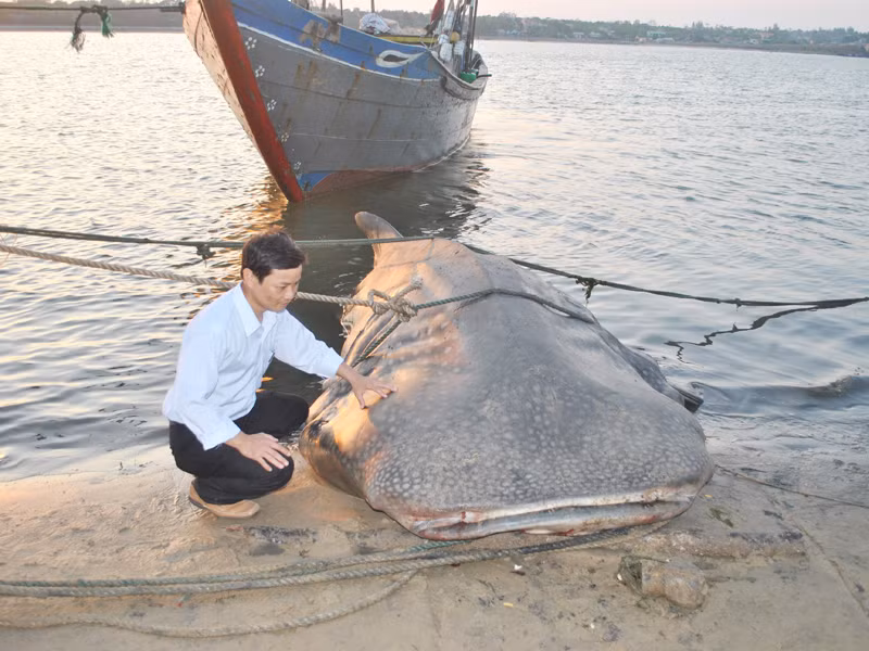 Bắt được cá 'lạ' nặng hơn một tấn