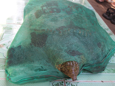 Xôn xao vì bắt được cua đinh hơn 30kg