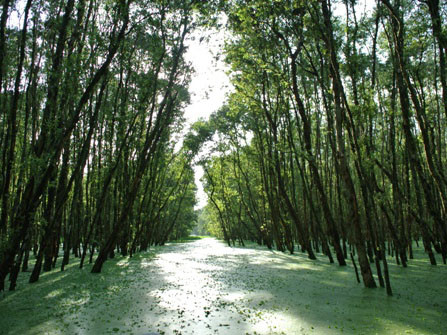 Rừng tràm Trà Sư, bữa tiệc màu xanh mùa nước nổi