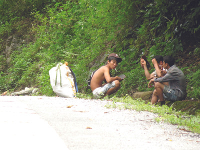 Lâm tặc lại đốn hạ cây sưa trị giá 15 tỷ đồng
