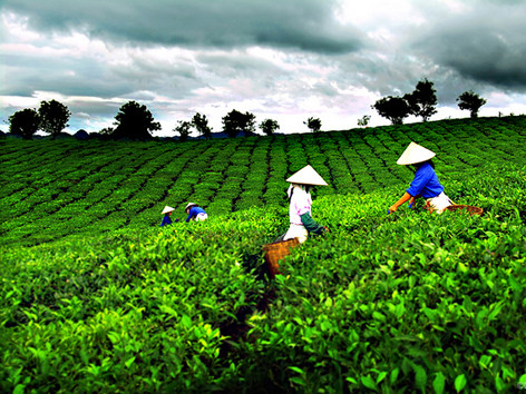 "Chè Thái, còn nhiều việc phải làm"