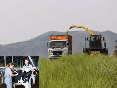 Vì sao phải tốn hơn 1 tỷ USD nhập sữa?