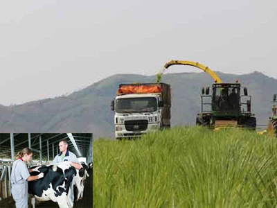 Vì sao phải tốn hơn 1 tỷ USD nhập sữa?