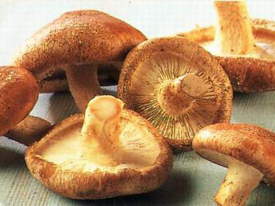 Nấm hương, vị thuốc hay