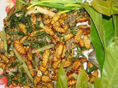 Vị thuốc từ nhộng tằm